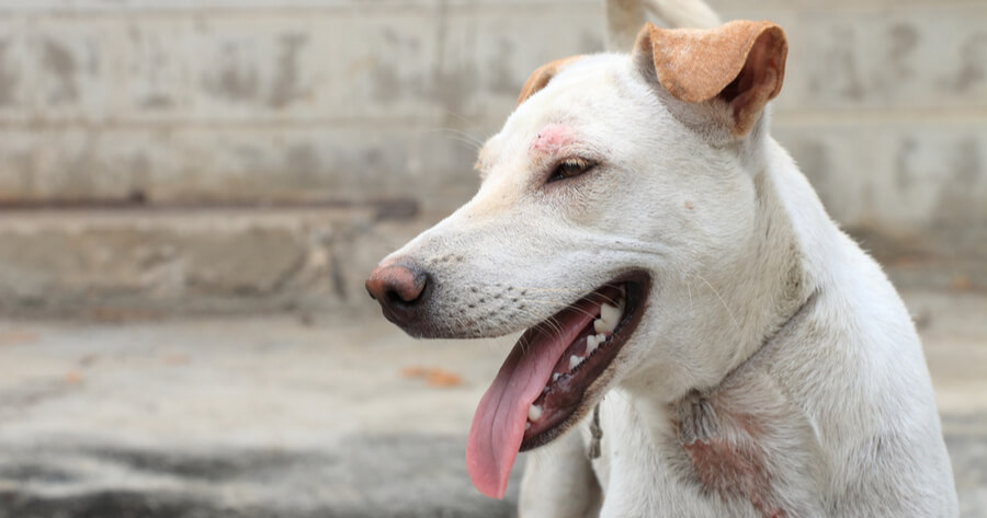Hund hat trockene Haut: Ursachen und Behandlung